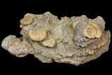 Dactylioceras Ammonite Cluster - Germany #77184-1